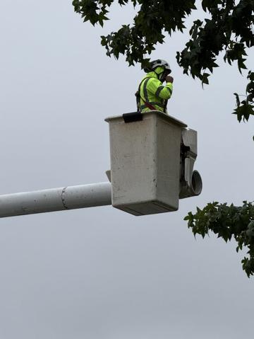 Crew member working from the bucket high in the tree canopy
