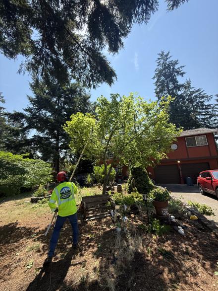 Olympic Tree Service crew member trimming a tree, wearing an Olympic Tree Service branded jacket