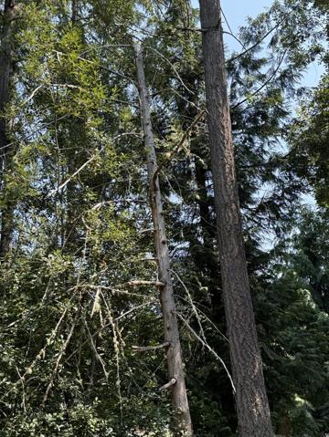 Dead and hazardous tree trunks identified during a health assessment